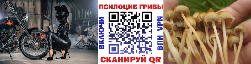 цена   Бирюч  Псилоцибиновые грибы Cubensis 